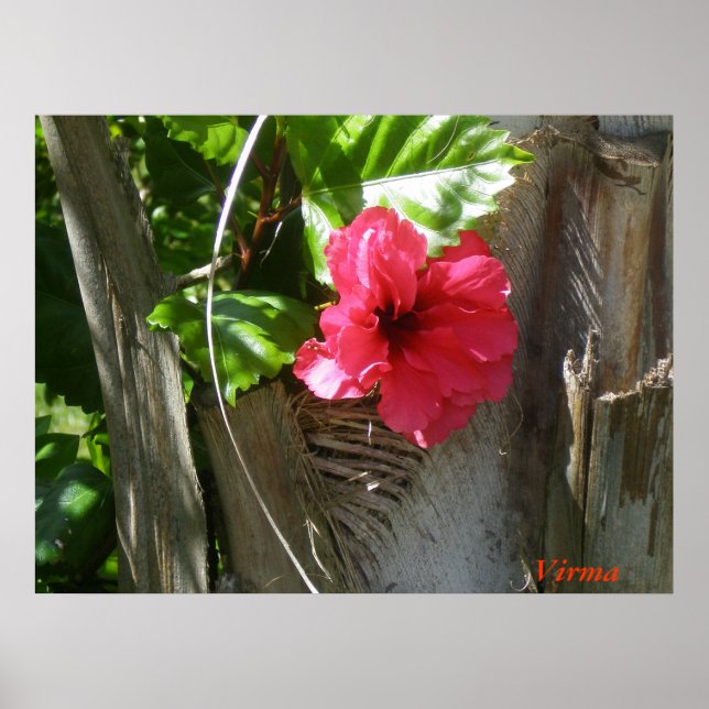 Poster Amapola enamorada del palmar (Frente)