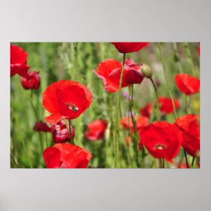 Póster Amapolas