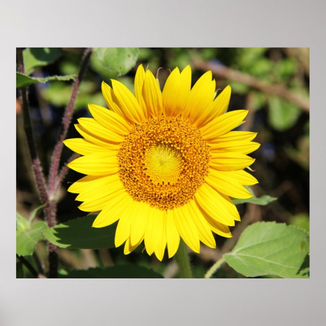 Poster Amarelo (Frente)