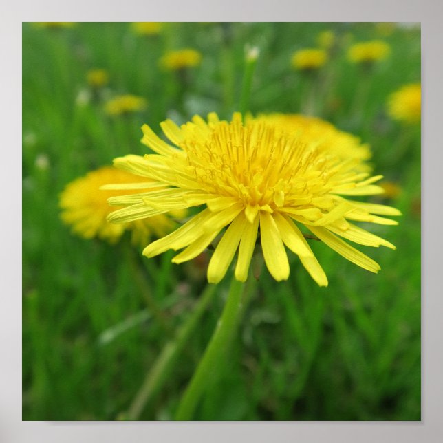 Poster amarelo, borboleta, planta, dandelion, prado, (Frente)