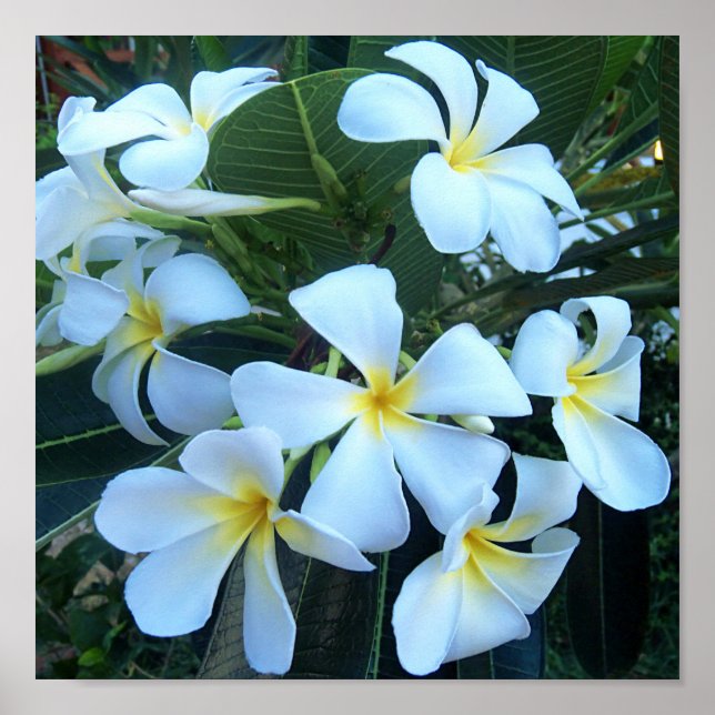 Poster amarelo, branco, frangipani, flor, natureza, verão (Frente)
