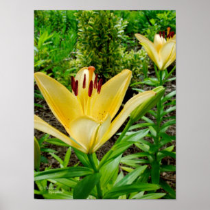 Poster amarelo brilhante dos lírios