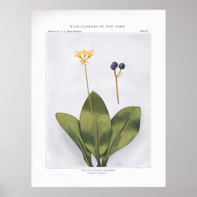 Póster Amarelo Clintonia; Dogberry - Clintonia borealis (Frente)