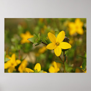 Poster amarelo da flor