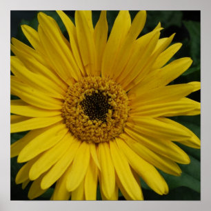 Poster amarelo da margarida