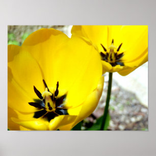 Poster amarelo da tulipa