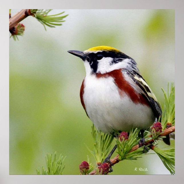 Póster Amarelo de aves (Frente)