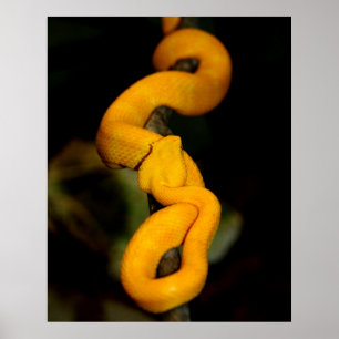 Poster amarelo do cobra