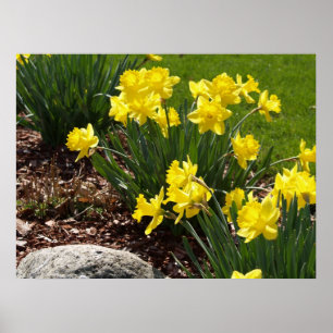 Poster amarelo dos Daffodils