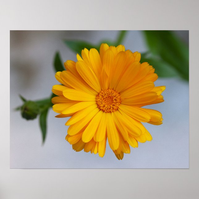Poster Amarelo Gerbera Daisy Wildflower (Frente)