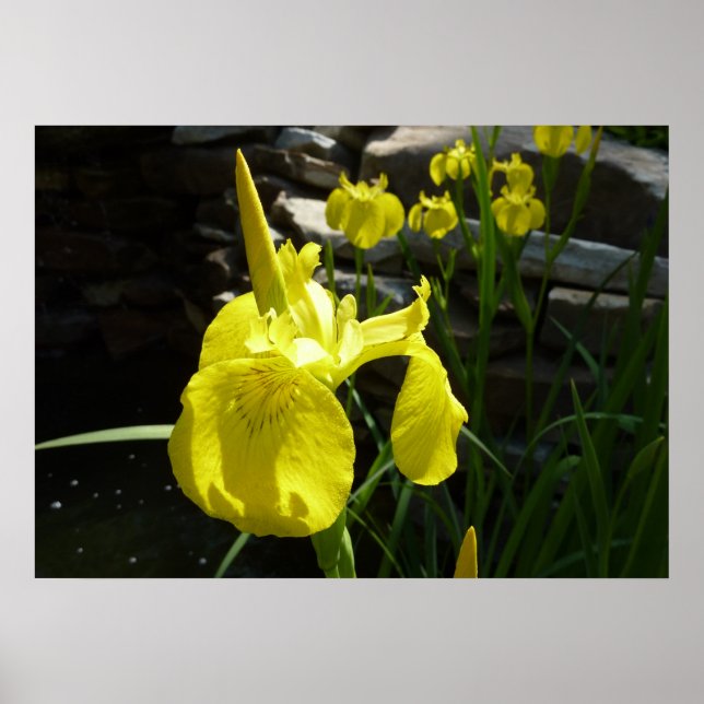 Póster Amarelo Írisos Brilhantes Primavera Floral (Frente)