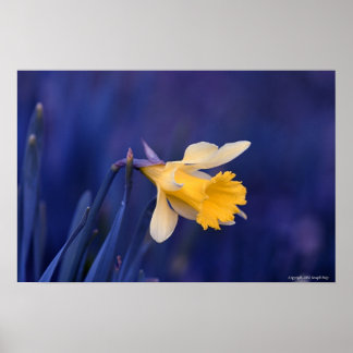 Póster Amarelo no Azul