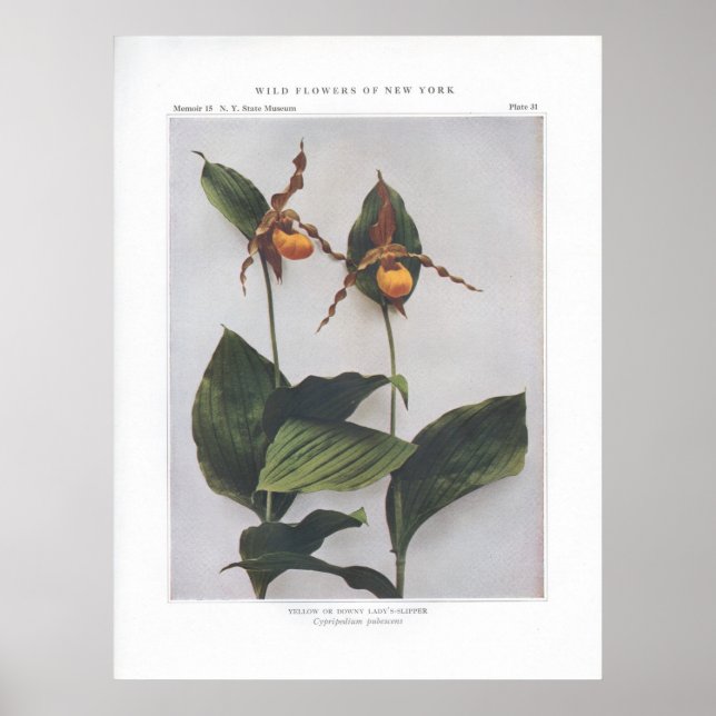 Póster Amarelo ou Downy Lady's-Slipper (Frente)