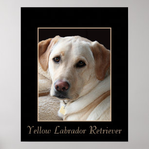 Poster amarelo produzido puro de labrador