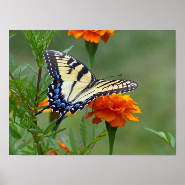 Poster Amarelo, Tigre Oriental (Frente)