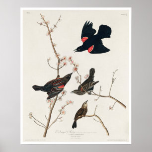 Poster Amarelo vermelho ou Marsh Blackbird por Audubon