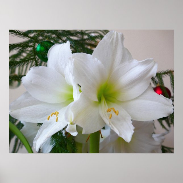 Poster Amarílis Branca e Árvore de Natal (Frente)