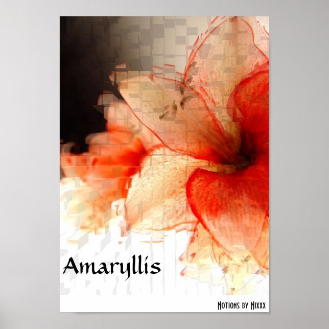 Póster Amaryllis (Frente)