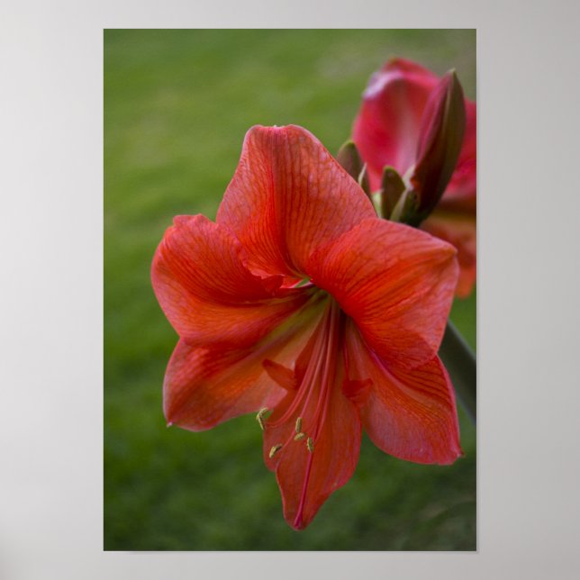 Poster Amaryllis (Frente)