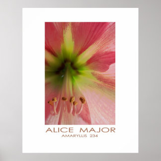 Poster Amaryllis 234