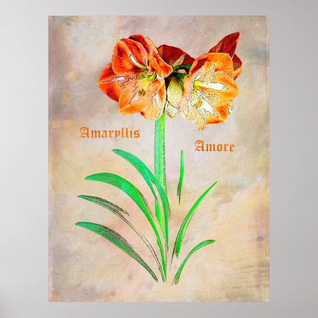 Poster Amaryllis Amore (Frente)