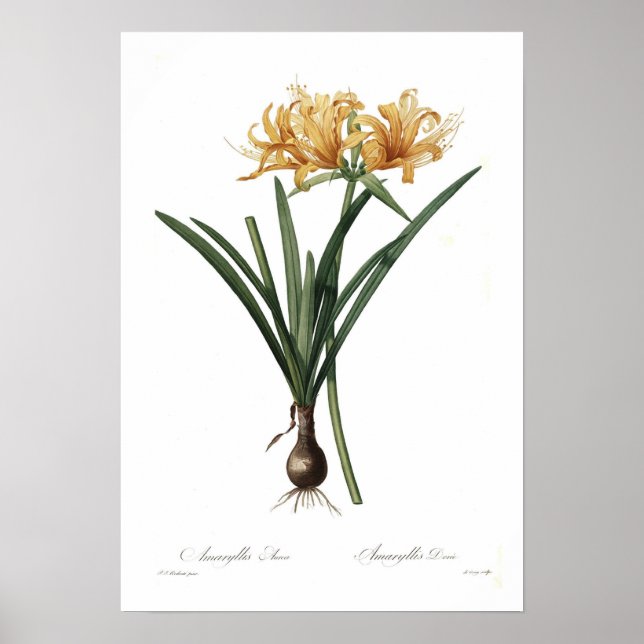 Poster Amaryllis aurea (Frente)