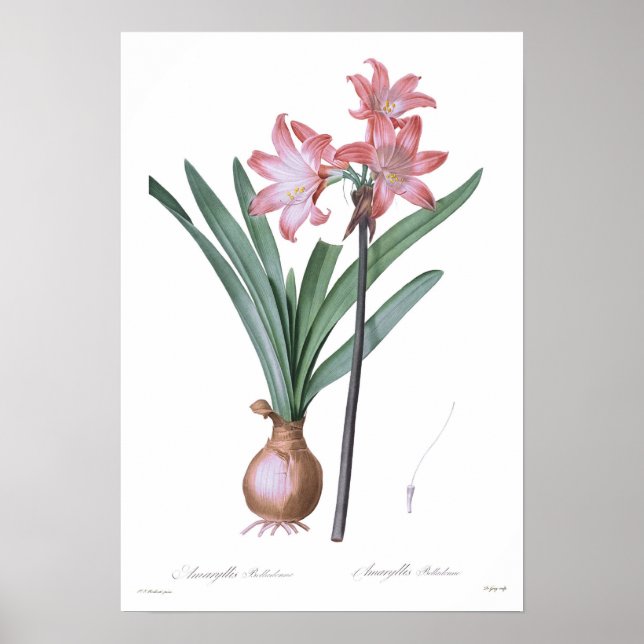 Poster Amaryllis belladonna (Frente)