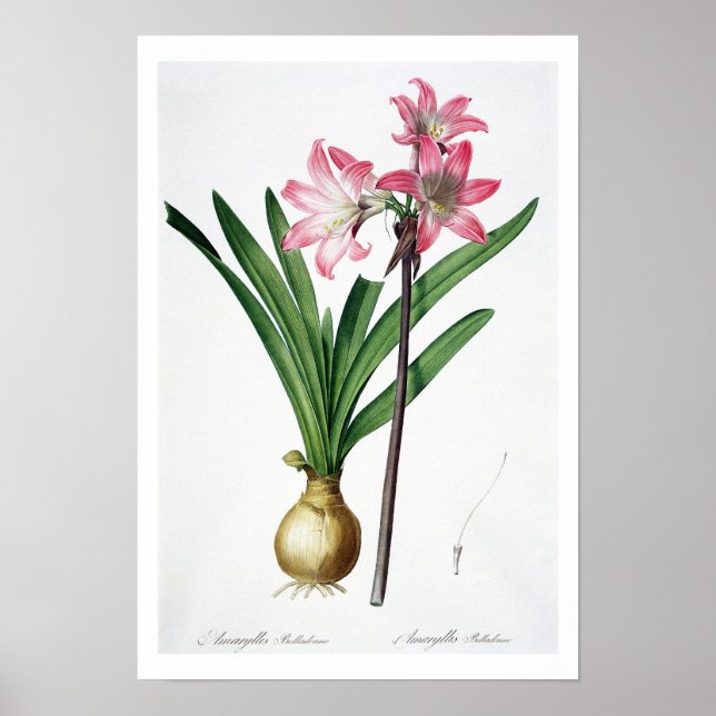 Poster Amaryllis Belladonna, de "Les Liliacees", gravidad (Frente)