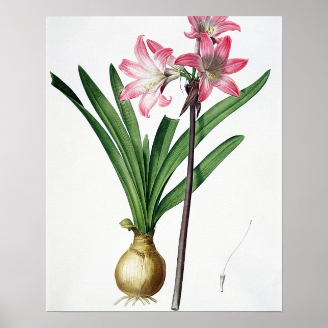 Poster Amaryllis Belladonna, de "Les Liliacees", gravidad (Frente)