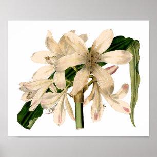 Póster Amaryllis branco botânico