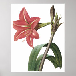 Póster Amaryllis brasileiro