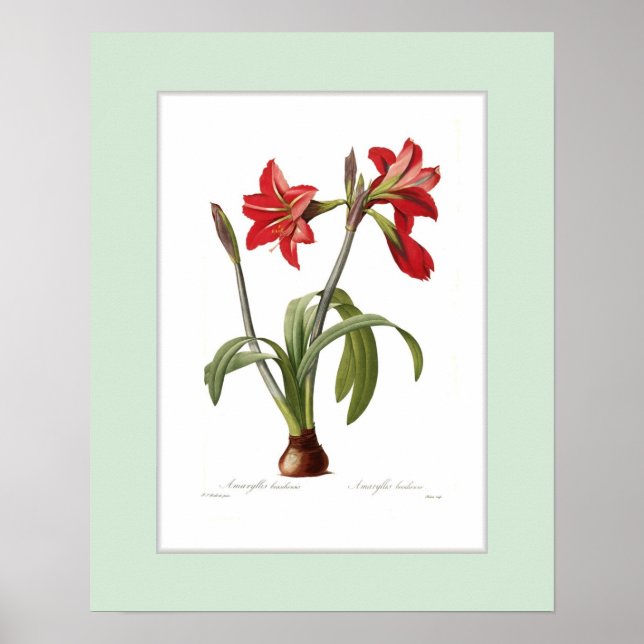 Póster Amaryllis brasiliensis, fronteira personalizada (Frente)