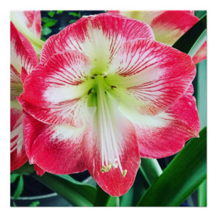 Póster Amaryllis cor-de-rosa branca, branquelo de flores