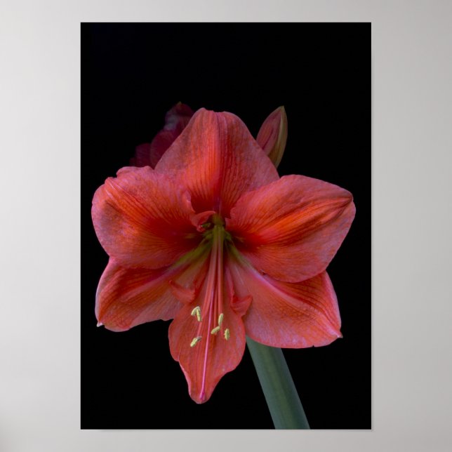 Póster Amaryllis em preto (Frente)