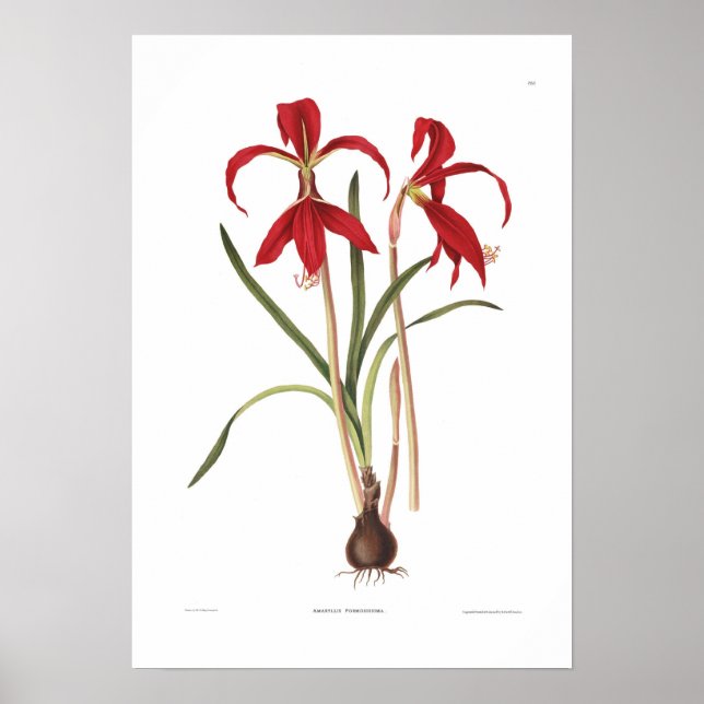 Póster Amaryllis formosissima (Frente)