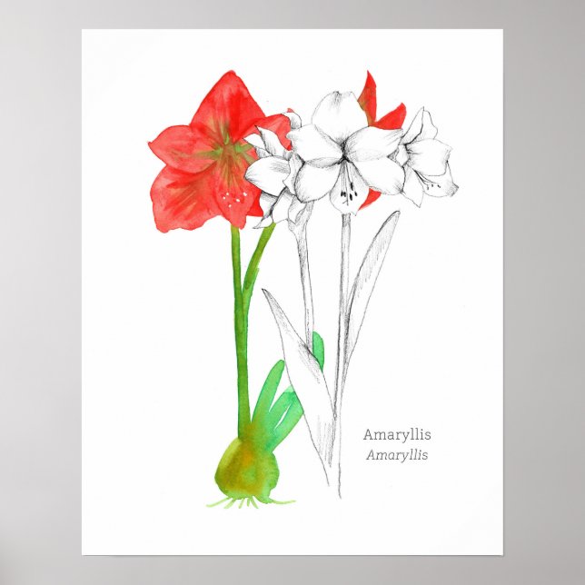 Poster Amaryllis Language of Flowers Botanical Plant Art (Frente)