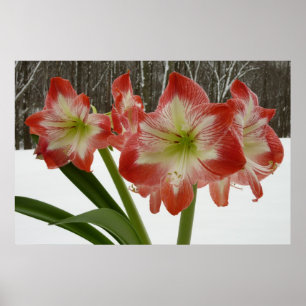 Póster Amaryllis no Feriado Vermelho de Neve Floral de in