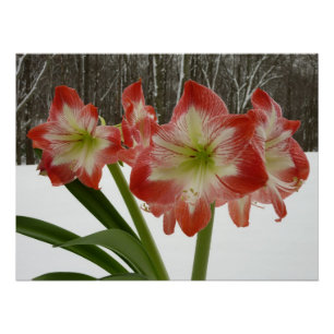 Póster Amaryllis no Feriado Vermelho de Neve Floral de in