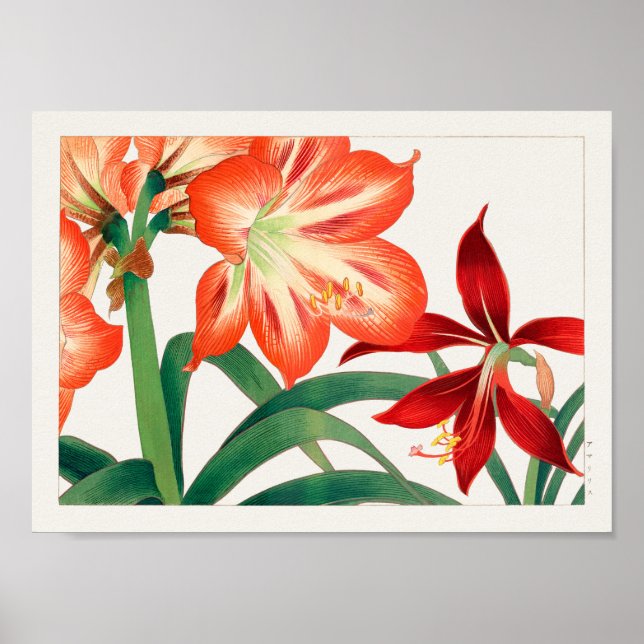 Poster Amaryllis por Tanigami Konan (Frente)