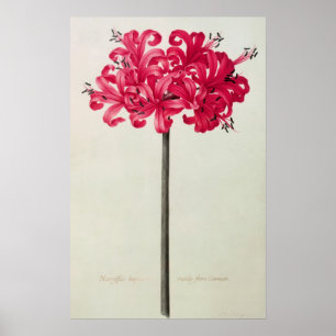 Póster Amaryllis Sarniensis, ou narciso