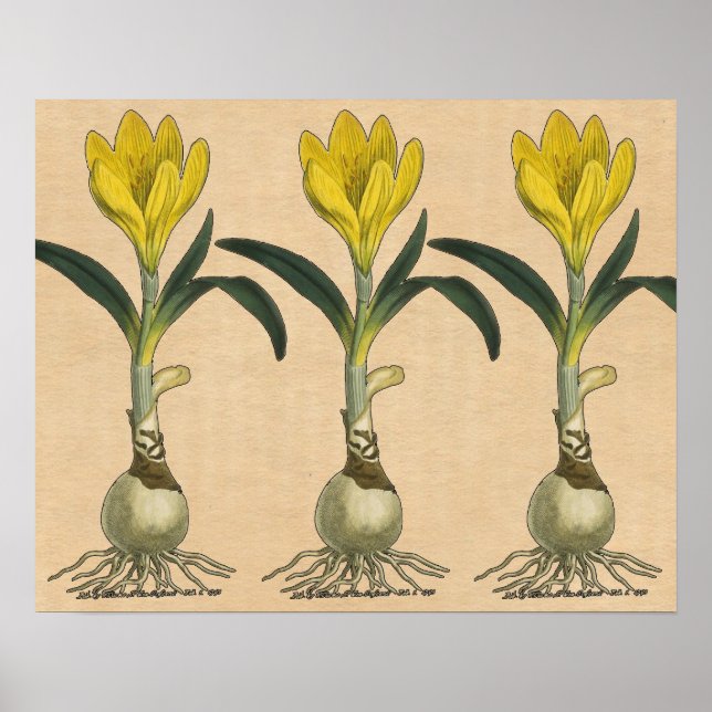 Poster Amaryllis Tulip Botanical Garden Flower (Frente)