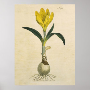 Poster Amaryllis Tulip Botanical Garden Flower