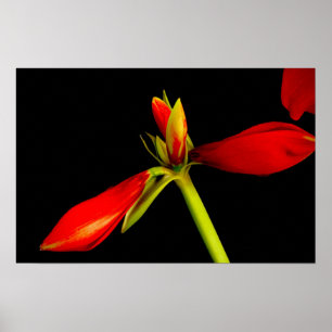 Poster Amaryllis Vermelha Budding em Preto