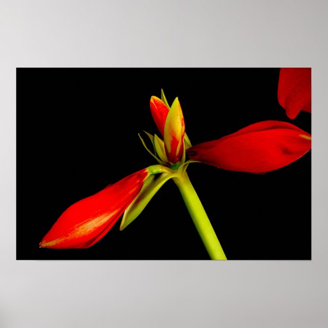 Poster Amaryllis Vermelha Budding em Preto (Frente)