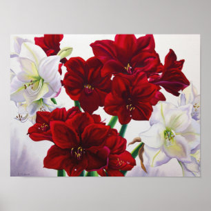Póster Amaryllis vermelho e branco 2008