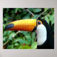 Amazônia, Brasil. Turiano bicudo com branco