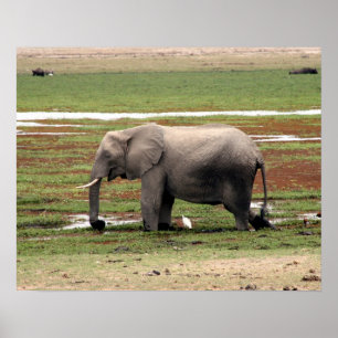 Póster amboseli elefante