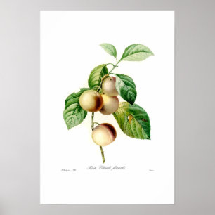 Poster Ameixa