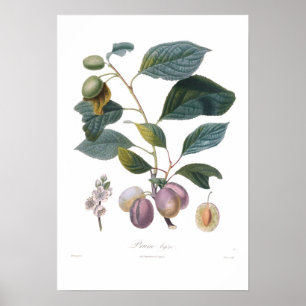 Póster Ameixa, bifera da ameixa seca