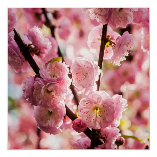 Póster Ameixa de Flor - Paradize Rosa (Frente)